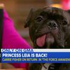 Video: Carrie Fisher's Dog Steals The Spotlight In Hilarious <em>Star Wars</em> Interview
